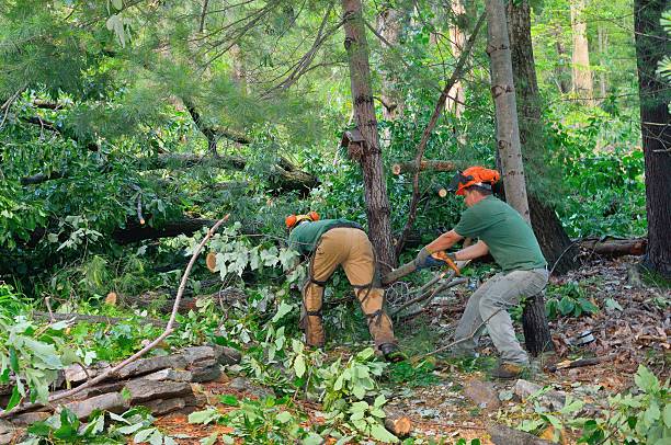 The Steps Involved in Our Tree Care Process in Pocatello, ID